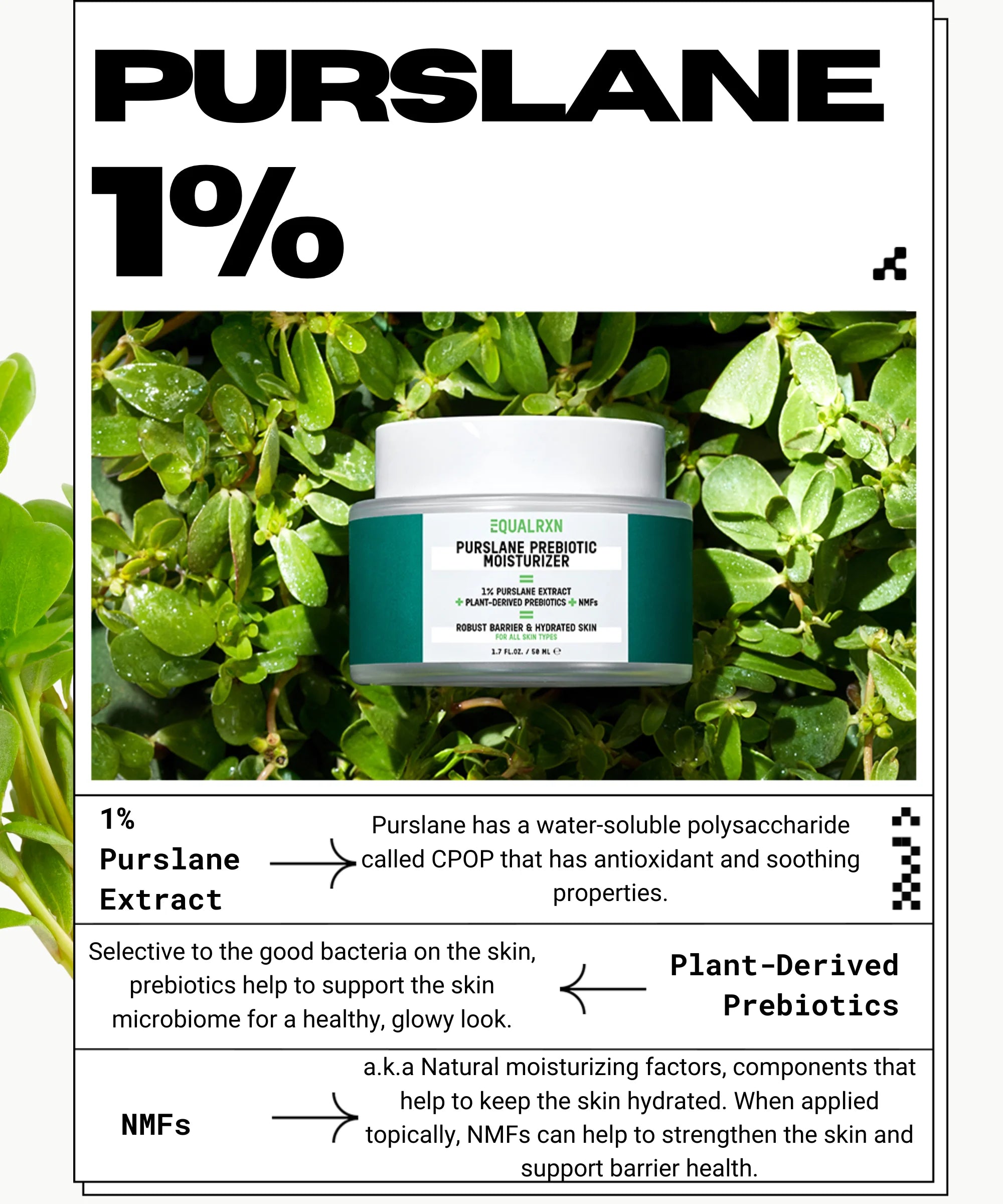 PURSLANE PREBIOTIC MOISTURIZER | Soothing gel cream | LOSHEN & CREM